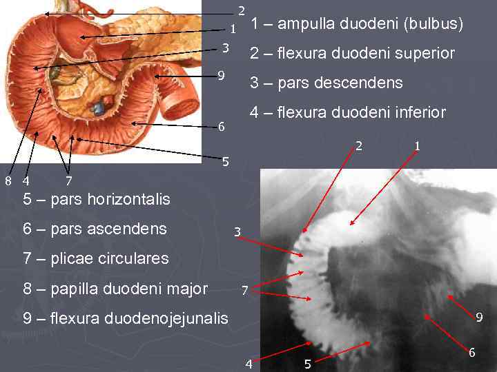 Pars перевод с латинского. Ampulla двенадцатиперстной кишки. Flexura duodenojejunalis анатомия.