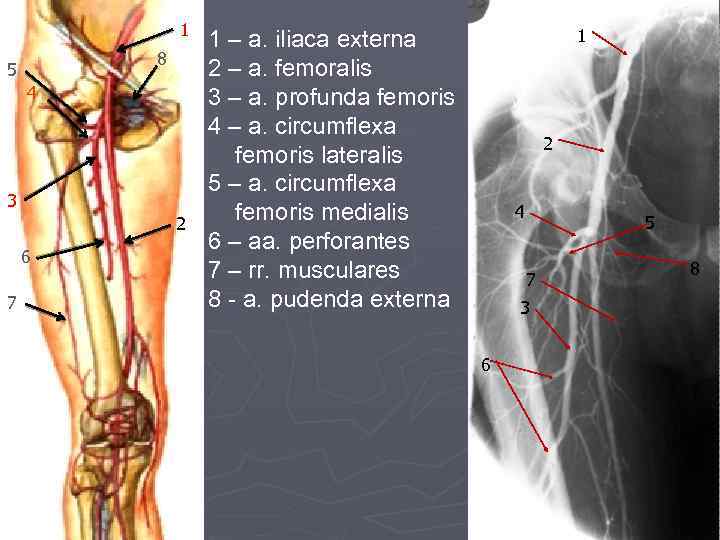 A circumflexa ilium profunda