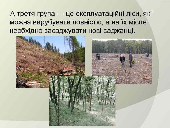  А третя група — це експлуатаційні ліси, які можна вирубувати повністю, а на