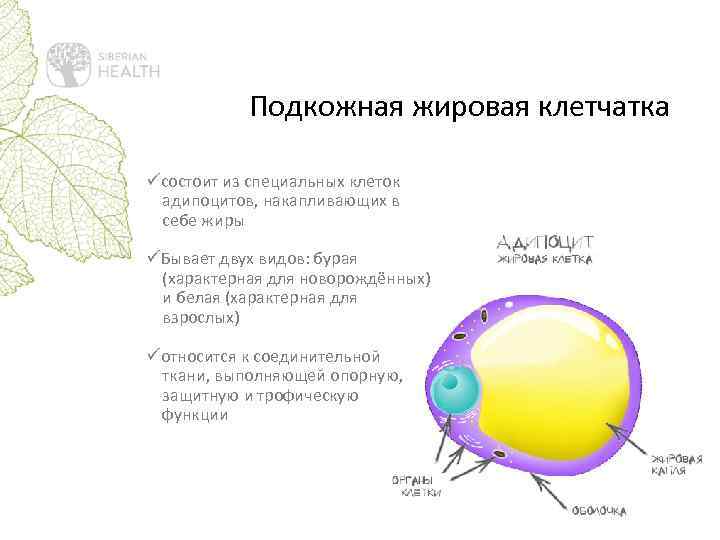 Подкожная жировая клетчатка üсостоит из специальных клеток адипоцитов, накапливающих в себе жиры üБывает двух