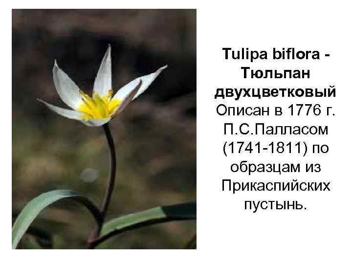 Tulipa biflora Тюльпан двухцветковый Описан в 1776 г. П. С. Палласом (1741 -1811) по