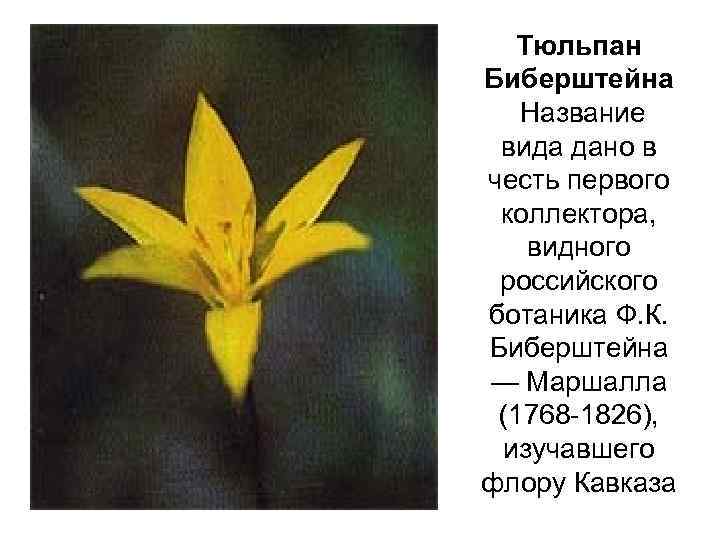 Тюльпан Биберштейна Название вида дано в честь первого коллектора, видного российского ботаника Ф. К.