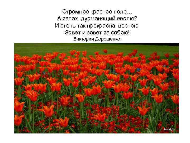 Огромное красное поле… А запах, дурманящий вволю? И степь так прекрасна весною, Зовет и