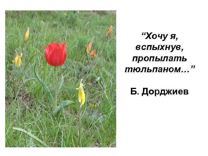 “Хочу я, вспыхнув, пропылать тюльпаном…” Б. Дорджиев 