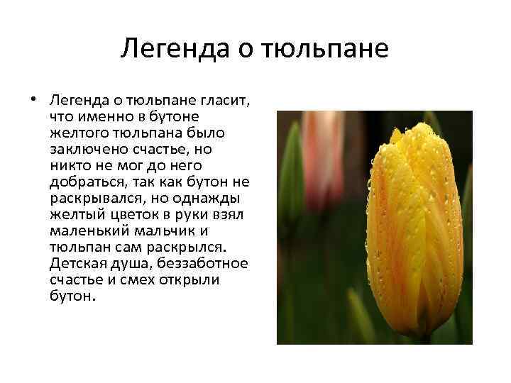 Легенда о тюльпане • Легенда о тюльпане гласит, что именно в бутоне желтого тюльпана