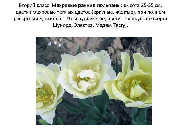 Второй класс. Махровые ранние тюльпаны: высота 25 -35 см, цветки махровые теплых цветов (красные,