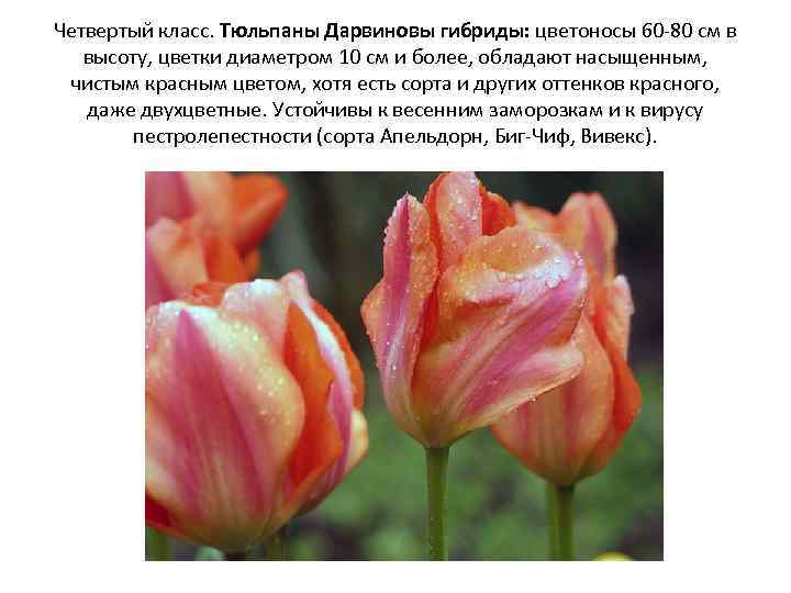 Четвертый класс. Тюльпаны Дарвиновы гибриды: цветоносы 60 -80 см в высоту, цветки диаметром 10