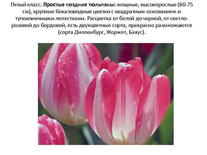 Пятый класс. Простые поздние тюльпаны: мощные, высокорослые (60 -75 см), крупные бокаловидные цветки с