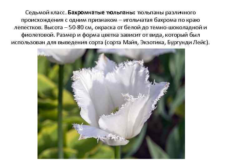 Седьмой класс. Бахромчатые тюльпаны: тюльпаны различного происхождения с одним признаком – игольчатая бахрома по