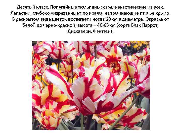 Десятый класс. Попугайные тюльпаны: самые экзотические из всех. Лепестки, глубоко «изрезанные» по краям, напоминающие