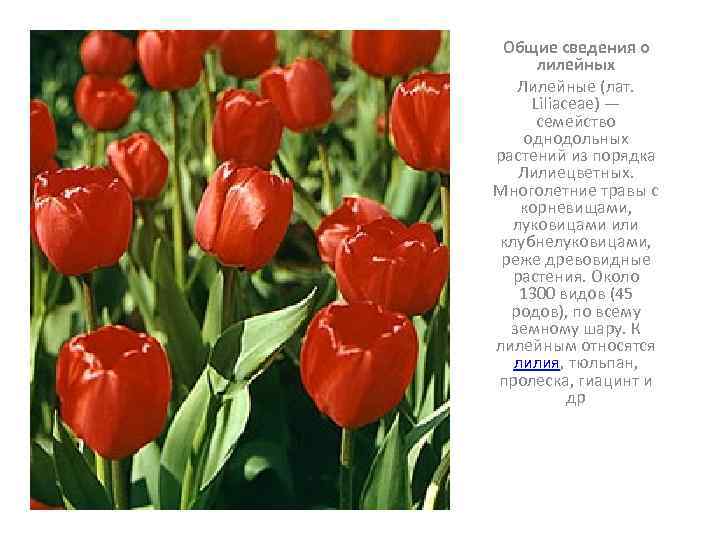 Общие сведения о лилейных Лилейные (лат. Liliaceae) — семейство однодольных растений из порядка Лилиецветных.