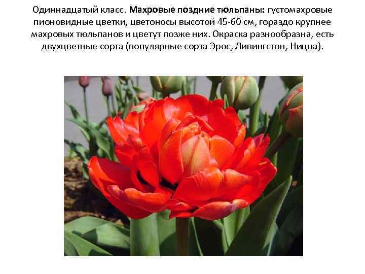Одиннадцатый класс. Махровые поздние тюльпаны: густомахровые пионовидные цветки, цветоносы высотой 45 -60 см, гораздо