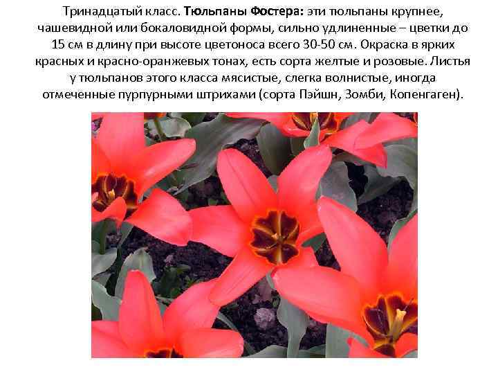 Тринадцатый класс. Тюльпаны Фостера: эти тюльпаны крупнее, чашевидной или бокаловидной формы, сильно удлиненные –