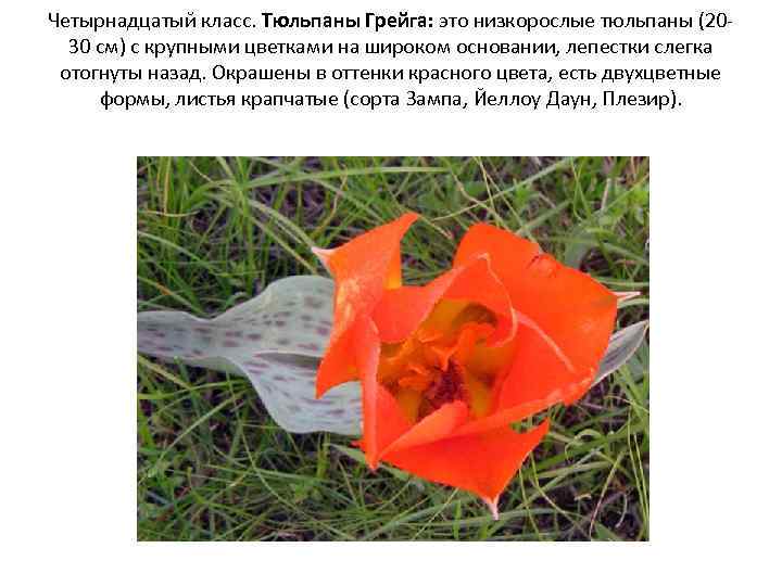 Четырнадцатый класс. Тюльпаны Грейга: это низкорослые тюльпаны (2030 см) с крупными цветками на широком