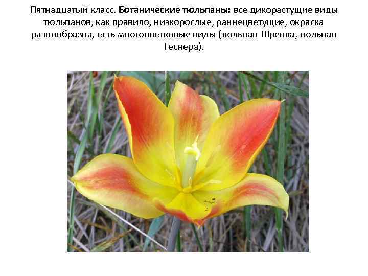 Пятнадцатый класс. Ботанические тюльпаны: все дикорастущие виды тюльпанов, как правило, низкорослые, раннецветущие, окраска разнообразна,