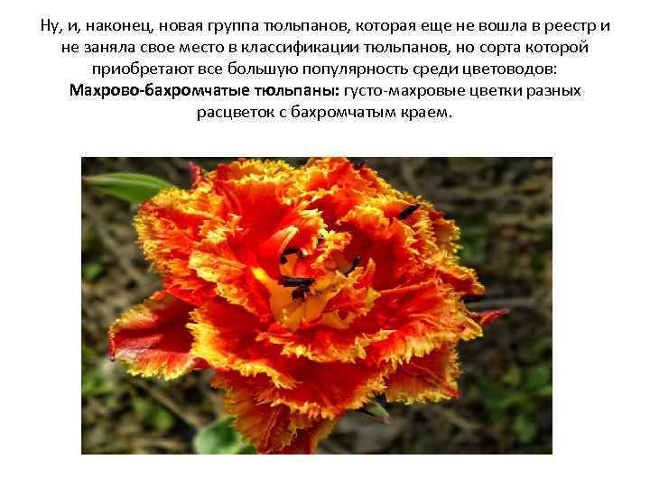 Ну, и, наконец, новая группа тюльпанов, которая еще не вошла в реестр и не