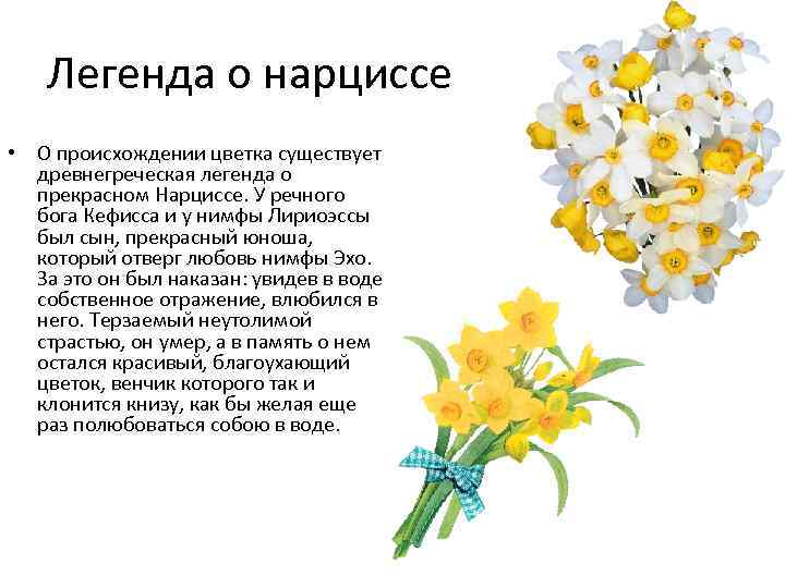 Легенда о нарциссе • О происхождении цветка существует древнегреческая легенда о прекрасном Нарциссе. У