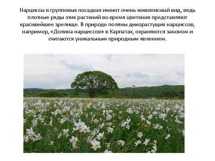 Нарциссы в групповых посадках имеют очень живописный вид, ведь плотные ряды этих растений во