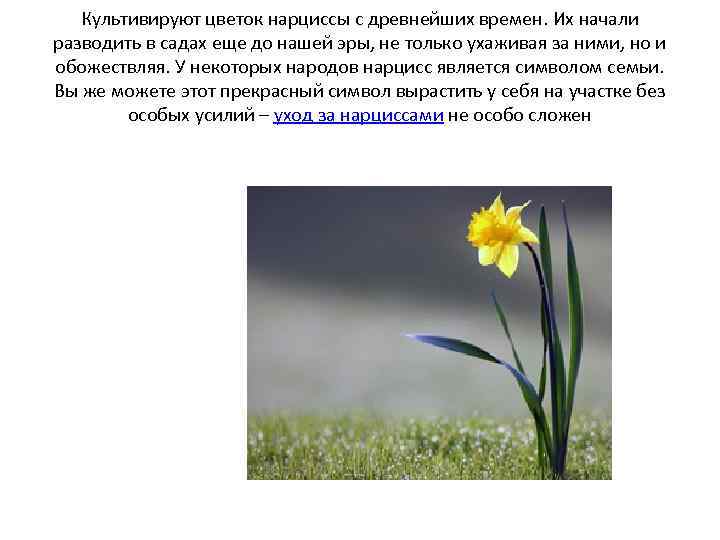 Культивируют цветок нарциссы с древнейших времен. Их начали разводить в садах еще до нашей