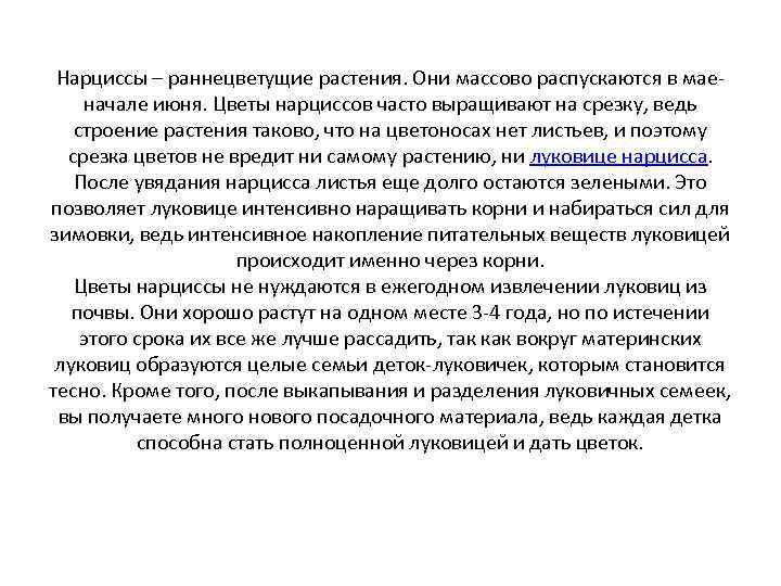 Нарциссы – раннецветущие растения. Они массово распускаются в маеначале июня. Цветы нарциссов часто выращивают
