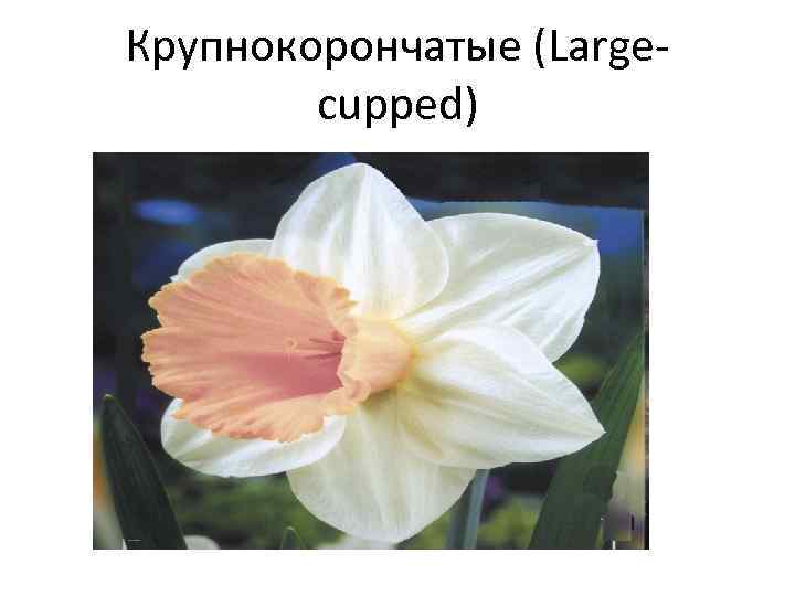 Крупнокорончатые (Largecupped) 