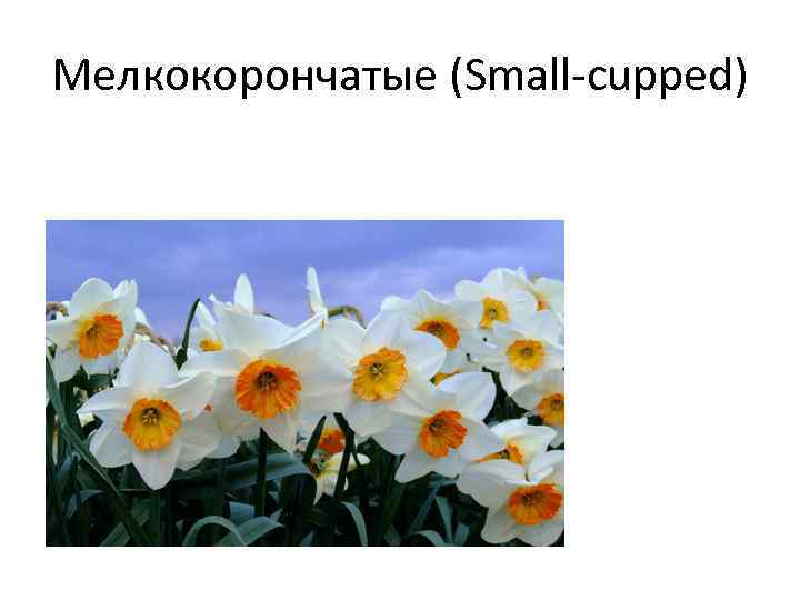 Мелкокорончатые (Small-cupped) 