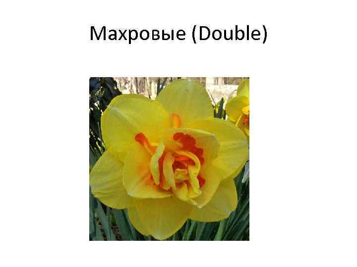 Махровые (Double) 