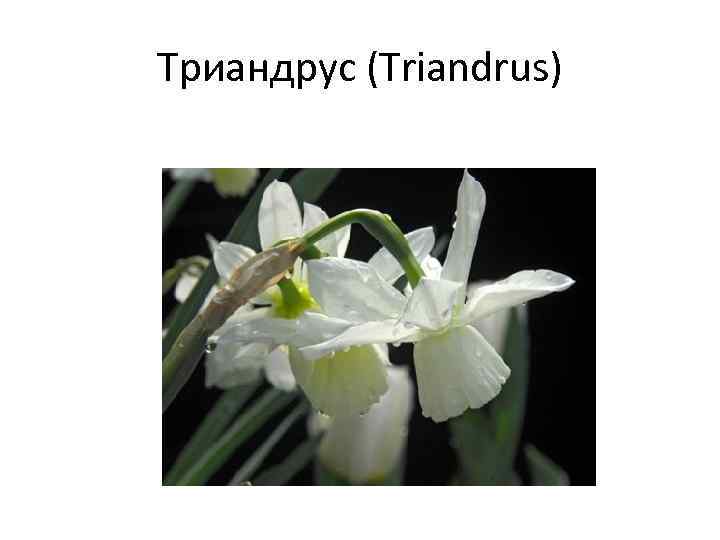 Триандрус (Triandrus) 