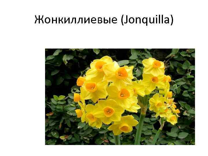 Жонкиллиевые (Jonquilla) 