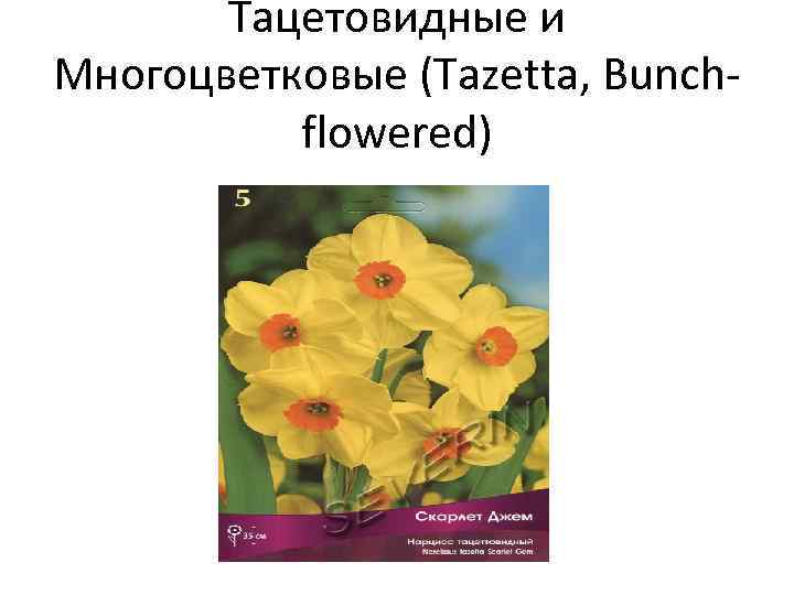 Тацетовидные и Многоцветковые (Tazetta, Bunchflowered) 