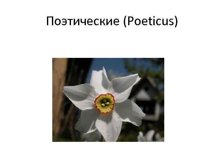 Поэтические (Poeticus) 