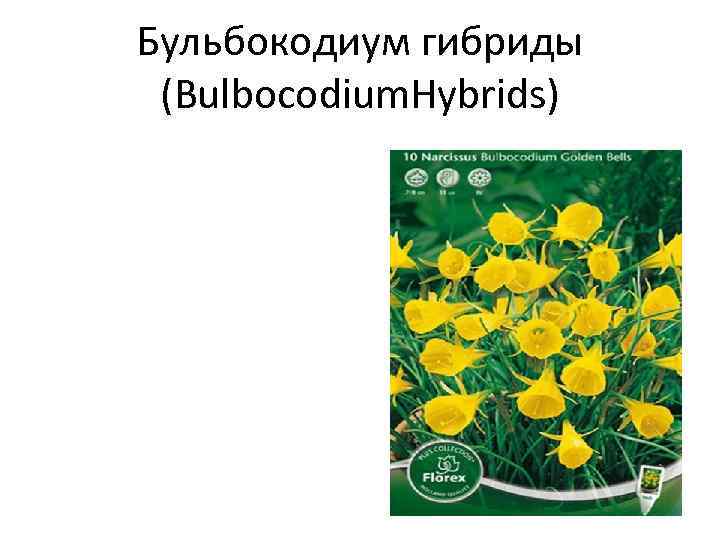 Бульбокодиум гибриды (Bulbocodium. Hybrids) 