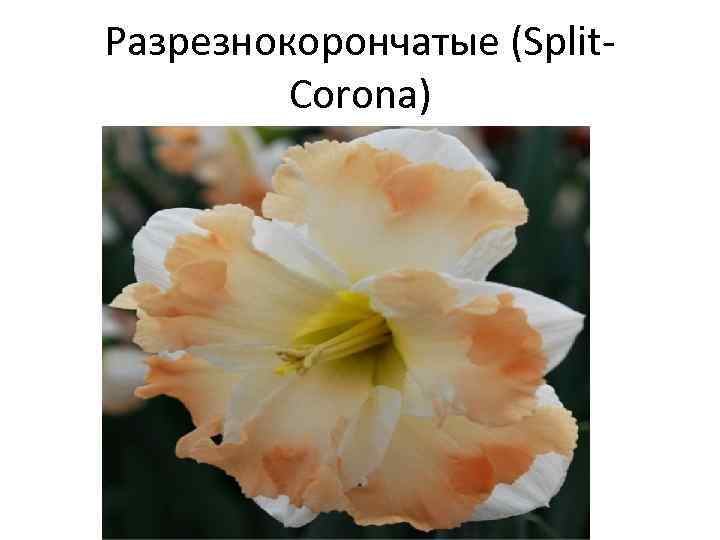 Разрезнокорончатые (Split. Corona) 