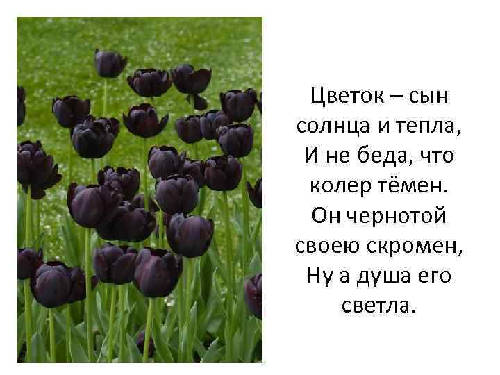 Цветок – сын солнца и тепла, И не беда, что колер тёмен. Он чернотой