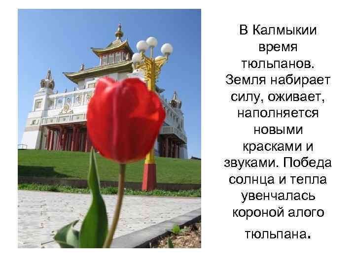 В Калмыкии время тюльпанов. Земля набирает силу, оживает, наполняется новыми красками и звуками. Победа