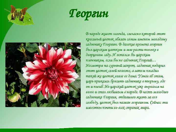 Георгин В народе живет легенда, согласно которой этот красивый цветок обязан своим именем молодому