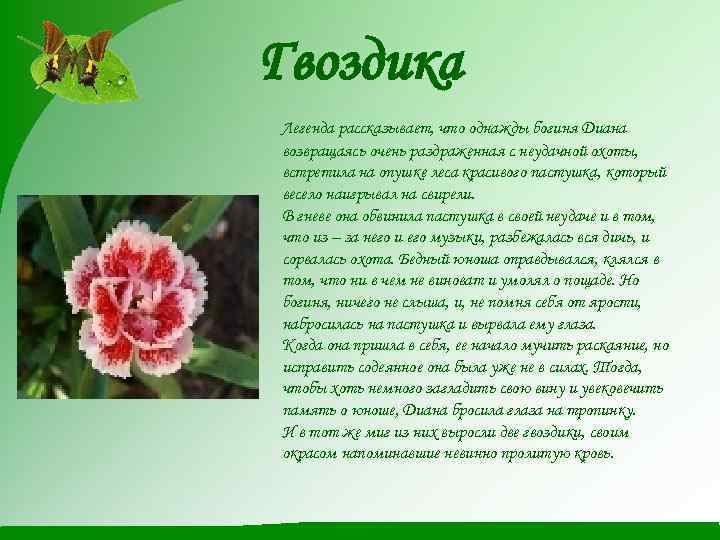 Гвоздика Легенда рассказывает, что однажды богиня Диана возвращаясь очень раздраженная с неудачной охоты, встретила