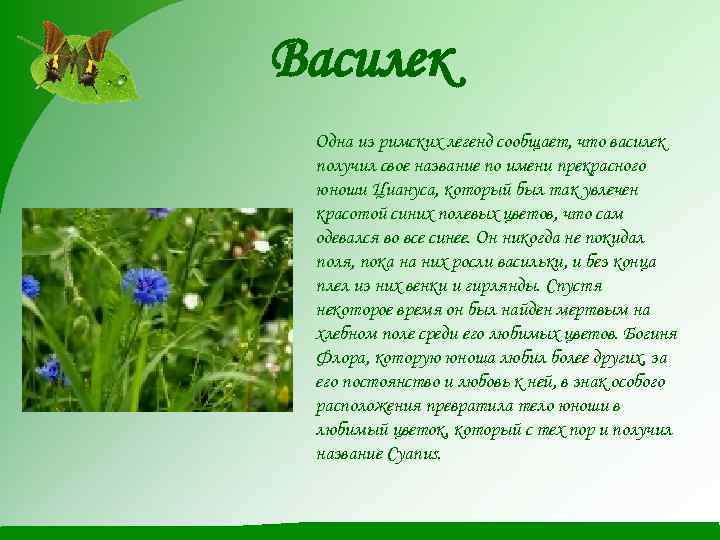 Василек Одна из римских легенд сообщает, что василек получил свое название по имени прекрасного