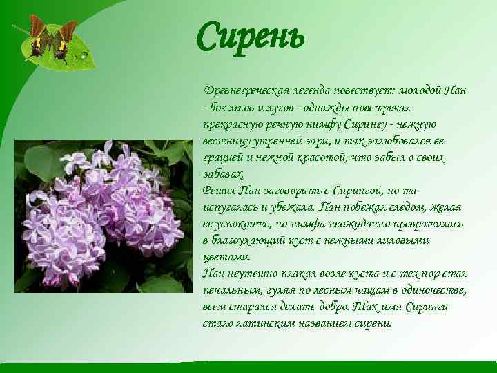 Сирень Древнегреческая легенда повествует: молодой Пан - бог лесов и лугов - однажды повстречал