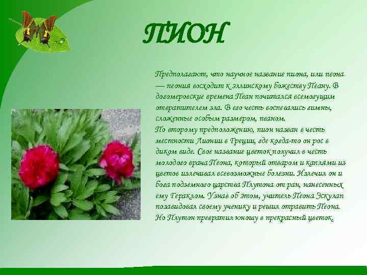 ПИОН Предполагают, что научное название пиона, или пеона — пеония восходит к эллинскому божеству