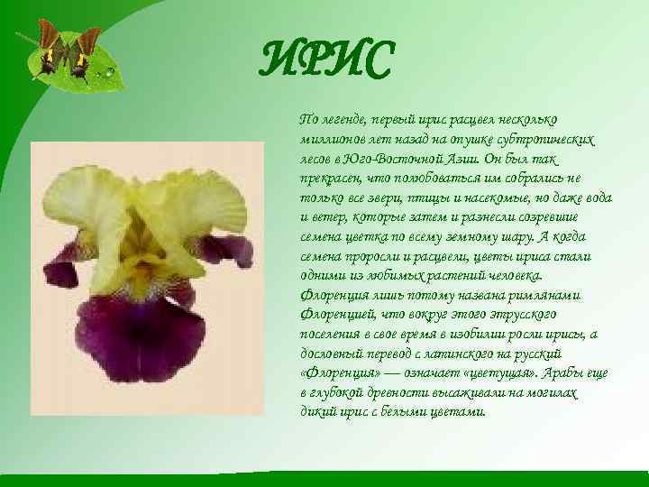 ИРИС По легенде, первый ирис расцвел несколько миллионов лет назад на опушке субтропических лесов