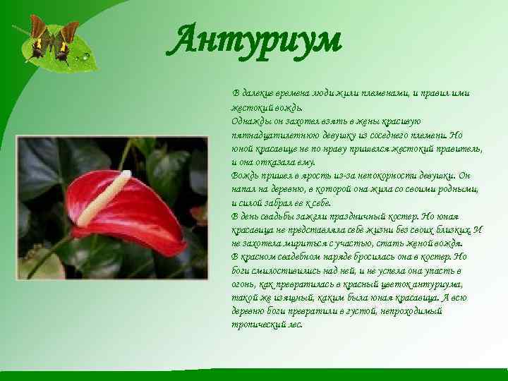 Антуриум В далекие времена люди жили племенами, и правил ими жестокий вождь. Однажды он
