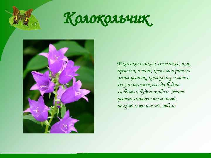 Колокольчик У колокольчика 5 лепестков, как правило, и тот, кто смотрит на этот цветок,