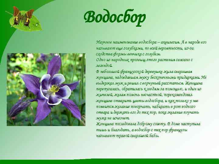 Водосбор Научное наименование водосбора – аквилегия. А в народе его называют еще голубками, по