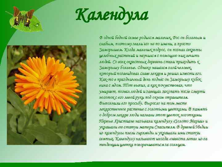 Календула В одной бедной семье родился мальчик. Рос он больным и слабым, поэтому звали