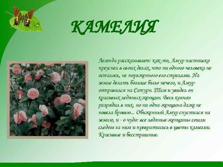 КАМЕЛИЯ Легенда рассказывает: как-то, Амур настолько преуспел в своих делах, что ни одного человека