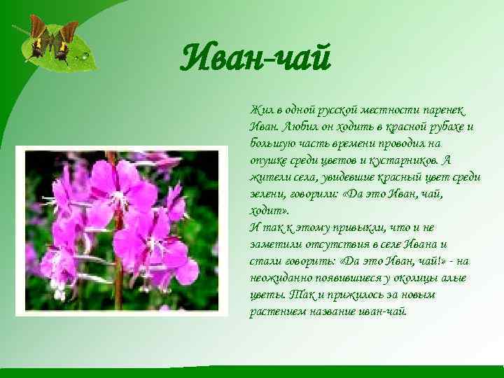 Иван-чай Жил в одной русской местности паренек Иван. Любил он ходить в красной рубахе