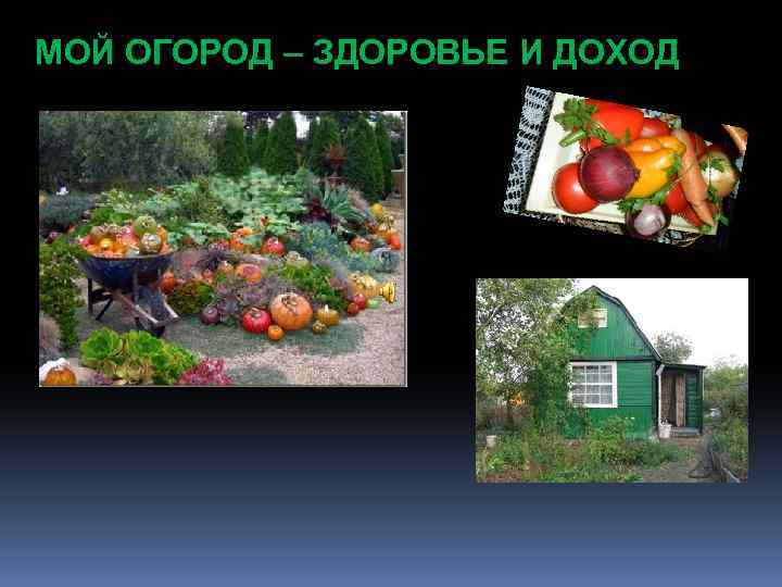 МОЙ ОГОРОД – ЗДОРОВЬЕ И ДОХОД 