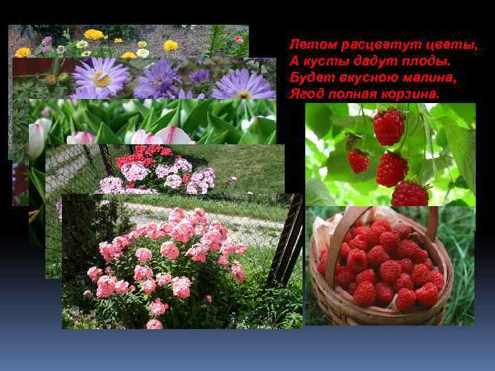 Летом расцветут цветы, А кусты дадут плоды. Будет вкусною малина, Ягод полная корзина. 