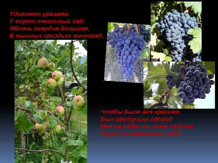 Удивляет урожаем У ворот тенистый сад: Яблонь гвардия большая, В пышных гроздьях виноград. Чтобы